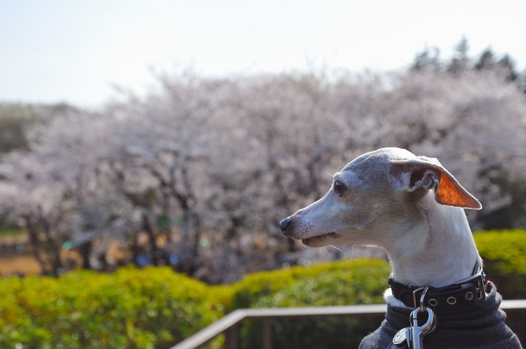 2014.04.01・05 近所でお花見お散歩